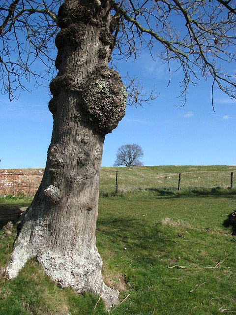 Growth_on_tree_trunk_-_geograph.org.uk_-_724687.jpg